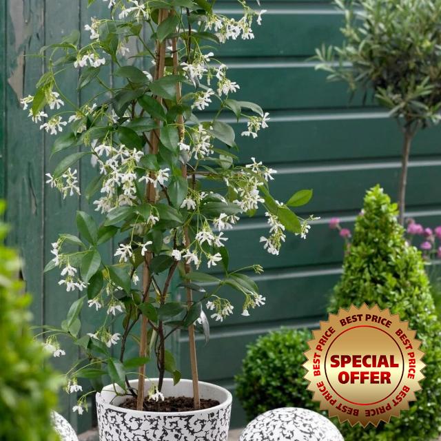 Roots Plants Evergreen Star Jasmine Plant in a 2L Pot - Trachelospermum jasminoides - Highly Fragrant White Flowers