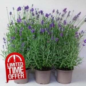 9 x Lavender Hidcote Plants in 10.5cm Pots – Hardy Outdoor Lavender Plants