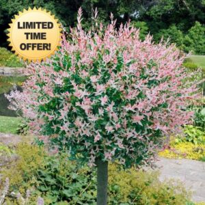 Roots Plants Flamingo Willow Tree - Arrives 90-120cm in Height - Pink & White Tri-Color Foliage - Salix Integra Supplied in 3 Litre Pot Ornamental