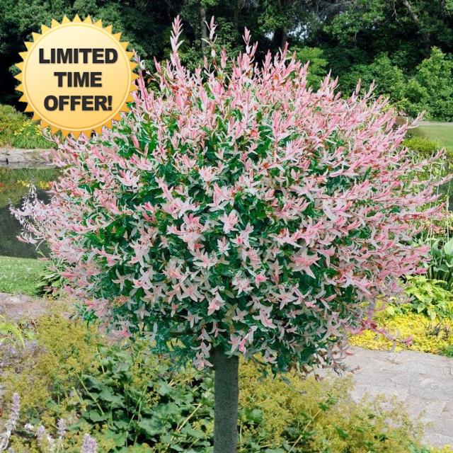 Roots Plants Flamingo Willow Tree - Arrives 90-120cm in Height - Pink & White Tri-Color Foliage - Salix Integra Supplied in 3 Litre Pot Ornamental