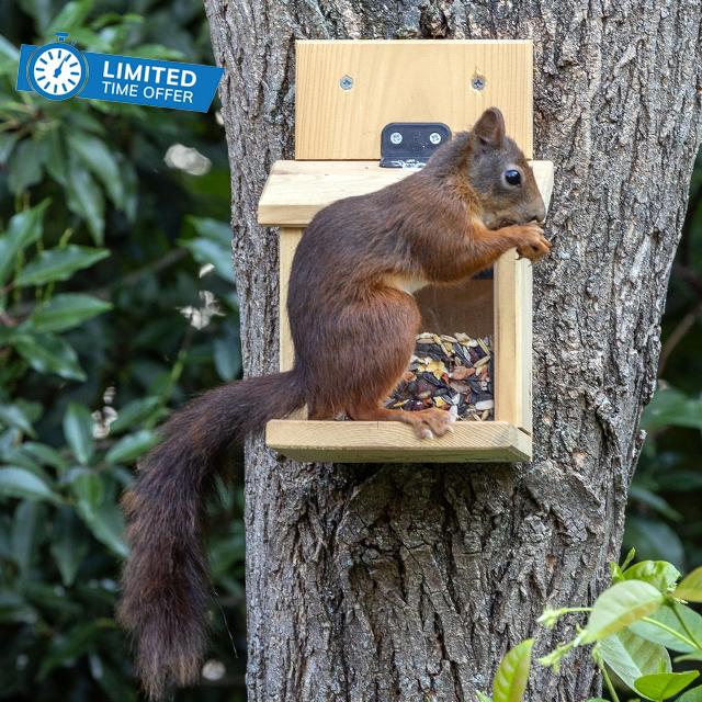 National Trust Squirrel Feeder for Garden – Squirrel Box – FSC-Certified Pine Wood with Transparent Window – Outdoor Wildlife Feede