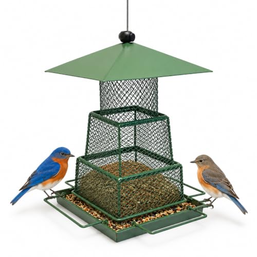 Bird Feeding