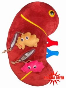 GIANTmicrobes Deluxe 12" Kidney Plush with Kidney Stones