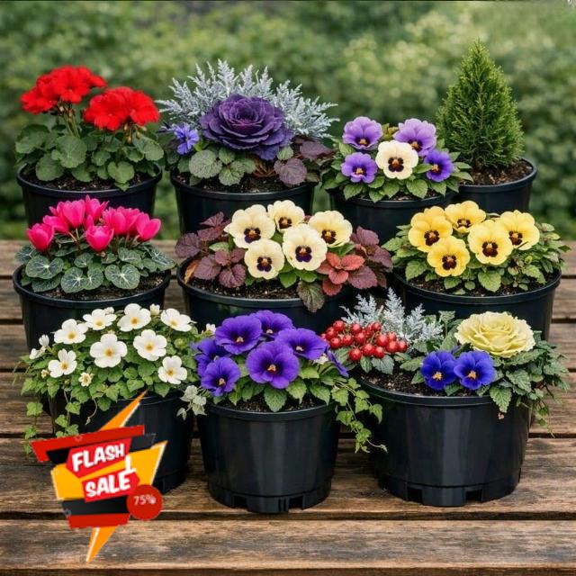 15 x Mixed Hardy Winter Bedding Plants – Seasonal Garden Colour Assortment – Outdoor Flowering Plants for Pots